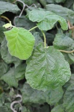 Harry Lauder's Walking Stick - Corylus Avellana 'Contorta' - 5 Gallon Pot -Green Haven Shop Harry Lauder Walking Stick 12