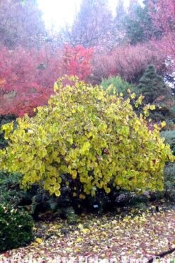 Harry Lauder's Walking Stick - Corylus Avellana 'Contorta' - 5 Gallon Pot -Green Haven Shop Harry Lauder Walking Stick 15