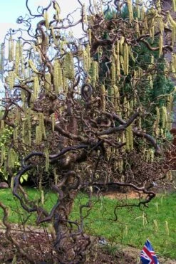 Harry Lauder's Walking Stick - Corylus Avellana 'Contorta' - 5 Gallon Pot -Green Haven Shop Harry Lauder Walking Stick 16