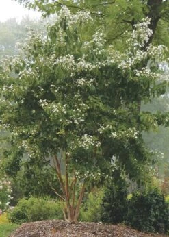 Temple Of Bloom Seven-son Flower (Heptacodium Miconioides) - 5 Gallon Pot -Green Haven Shop Heptacodium Temple Of Bloom 3