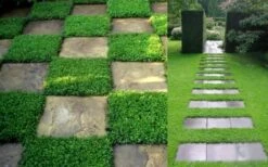 Dwarf Rupturewort Green Carpet - Herniaria Glabra - 5 Pack Of Pint Pots -Green Haven Shop Herniaria Dwarf Rutpurewort 2