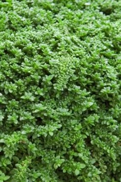 Dwarf Rupturewort Green Carpet - Herniaria Glabra - 5 Pack Of Pint Pots -Green Haven Shop Herniaria Dwarf Rutpurewort 20