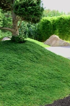 Dwarf Rupturewort Green Carpet (Herniaria Glabra) - 10 Pack Of Pint Pots -Green Haven Shop Herniaria Dwarf Rutpurewort 25 1