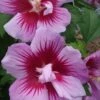 Purple Pillar Rose Of Sharon - 1 Gallon Pot