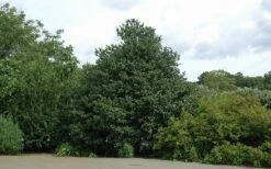 Emily Bruner Pyramidal Holly - 7 Gallon Pot (3-4') -Green Haven Shop Holly Emily Bruner 2