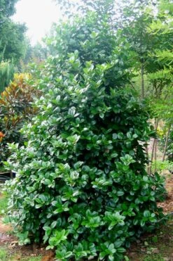 Emily Bruner Pyramidal Holly - 7 Gallon Pot (3-4') -Green Haven Shop Holly Emily Bruner 3