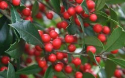 Foster's No. 2 Holly - 7 Gallon Pot (3-4') -Green Haven Shop Holly Fosteri Berries Foliage