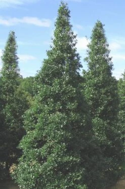 Foster's No. 2 Holly - 3 Gallon Pot -Green Haven Shop Holly Fosters No 2 500x750 2