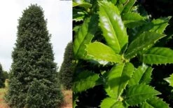 Mary Nell Holly - 3 Gallon Pot -Green Haven Shop Holly Mary Nell 1