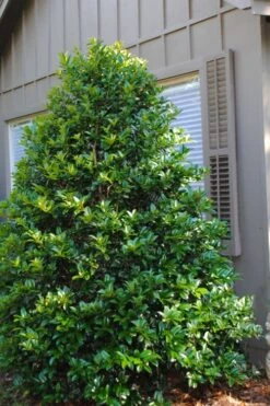 Mary Nell Holly - 3 Gallon Pot