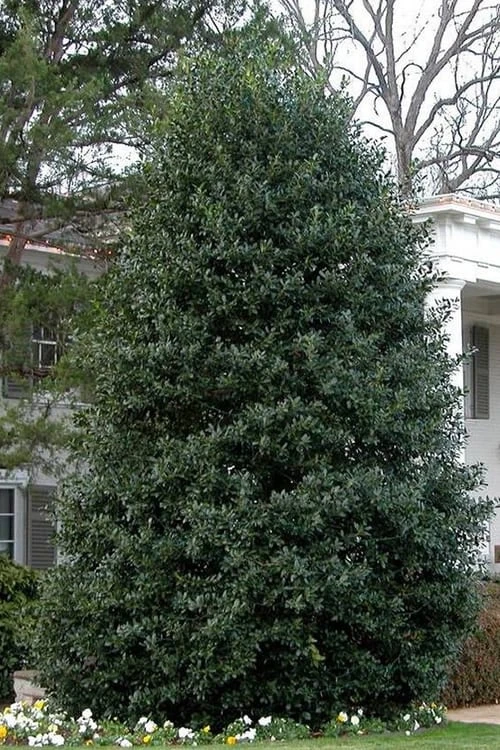 Nellie R. Stevens Holly - 7 Gallon Pot (5-6') 7 Nellie R. Stevens Holly - 7 Gallon Pot (5-6') - Image 7