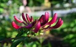 Peaches & Cream Fragrant Honeysuckle - Lonicera Periclymenum - 3 Gallon Pot -Green Haven Shop Honeysuckle Peaches And Cream 10