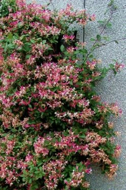 Peaches & Cream Fragrant Honeysuckle - Lonicera Periclymenum - 3 Gallon Pot -Green Haven Shop Honeysuckle Peaches And Cream 12