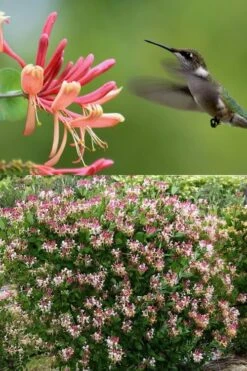 Peaches & Cream Fragrant Honeysuckle - Lonicera Periclymenum - 3 Gallon Pot -Green Haven Shop Honeysuckle Peaches And Cream 2 500x750 1