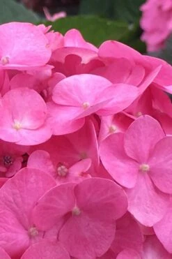 After Midnight Hydrangea - 3 Gallon Pot 13 After Midnight Hydrangea - 3 Gallon Pot -Green Haven Shop Hydrangea After Midnight 1