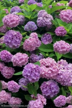All Summer Beauty Hydrangea - 3 Gallon Pot 9 All Summer Beauty Hydrangea - 3 Gallon Pot -Green Haven Shop Hydrangea All Summer Beauty 1