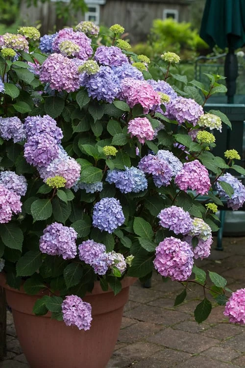All Summer Beauty Hydrangea - 3 Gallon Pot 1 All Summer Beauty Hydrangea - 3 Gallon Pot