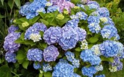 All Summer Beauty Hydrangea - 3 Gallon Pot 10 All Summer Beauty Hydrangea - 3 Gallon Pot -Green Haven Shop Hydrangea All Summer Beauty 4