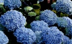 Big Daddy Hydrangea - 2 Gallon Pot -Green Haven Shop Hydrangea Big Daddy