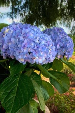 Big Daddy Hydrangea - 1 Gallon Pot -Green Haven Shop Hydrangea Big Daddy 500x750 3