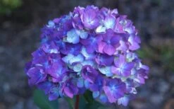 Bloomstruck Endless Summer Hydrangea - 2 Gallon Pot -Green Haven Shop Hydrangea Bloomstruck Bloom