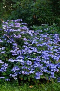 Blue Wave Lacecap Hydrangea - 3 Gallon Pot -Green Haven Shop Hydrangea Blue Wave 1