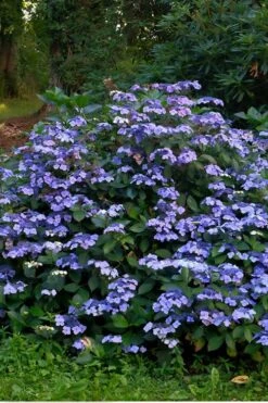 Blue Wave Lacecap Hydrangea - 3 Gallon Pot -Green Haven Shop Hydrangea Blue Wave 3