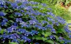 Bluebird Hydrangea - 3 Gallon Pot 7 Bluebird Hydrangea - 3 Gallon Pot -Green Haven Shop Hydrangea Bluebird 3