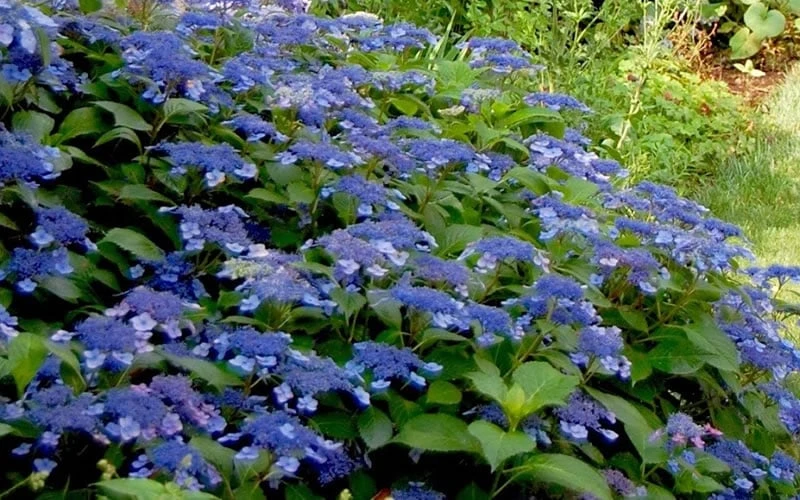 Bluebird Hydrangea - 3 Gallon Pot 4 Bluebird Hydrangea - 3 Gallon Pot - Image 4