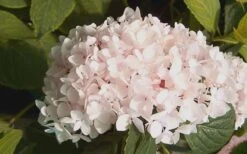 Blushing Bride Endless Summer Hydrangea - 2 Gallon Pot -Green Haven Shop Hydrangea Blushing Bride 2