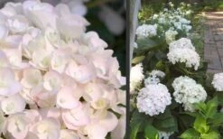 Blushing Bride Endless Summer Hydrangea - 3 Gallon Pot -Green Haven Shop Hydrangea Blushing Bride 3