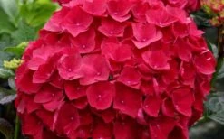 Cardinal Red Hydrangea - 6 Pack Of 1 Gallon Pots 8 Cardinal Red Hydrangea - 6 Pack Of 1 Gallon Pots -Green Haven Shop Hydrangea Cardinal