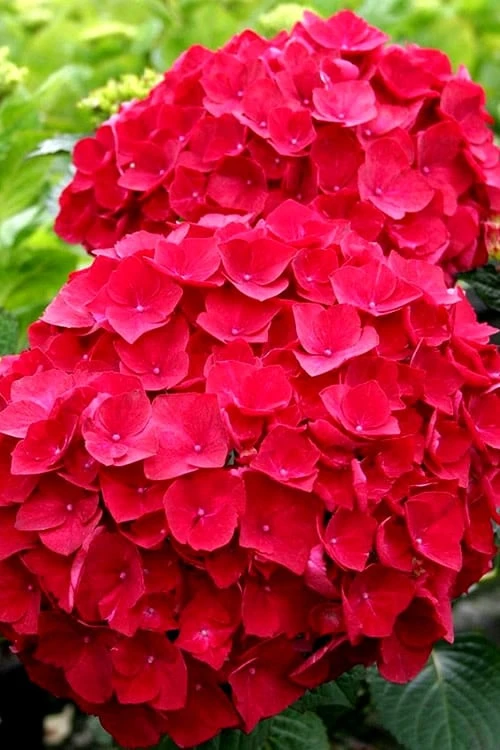 Cardinal Red Hydrangea - 6 Pack Of 1 Gallon Pots 1 Cardinal Red Hydrangea - 6 Pack Of 1 Gallon Pots