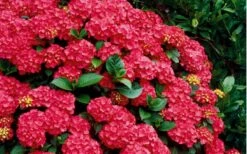Cardinal Red Hydrangea - 6 Pack Of 1 Gallon Pots 9 Cardinal Red Hydrangea - 6 Pack Of 1 Gallon Pots -Green Haven Shop Hydrangea Cardinal Shrub In Bloom