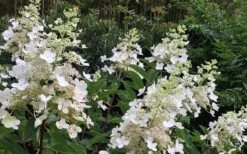 Kyushu Hydrangea - 3 Gallon Pot -Green Haven Shop Hydrangea Chantilly Lace 1