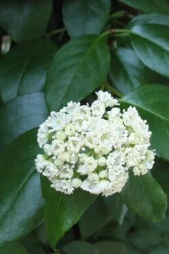 Climbing Hydrangea - Decumaria Barbara - 3 Gallon Pot 10 Climbing Hydrangea - Decumaria Barbara - 3 Gallon Pot -Green Haven Shop Hydrangea Climbing Decumaria Barbara 13