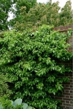Climbing Hydrangea - Decumaria Barbara - 3 Gallon Pot 11 Climbing Hydrangea - Decumaria Barbara - 3 Gallon Pot -Green Haven Shop Hydrangea Climbing Decumaria Barbara 15