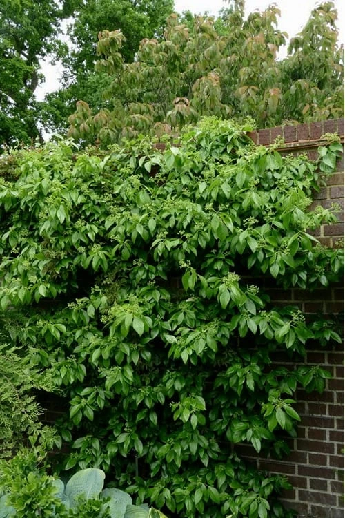 Climbing Hydrangea - Decumaria Barbara - 3 Gallon Pot 6 Climbing Hydrangea - Decumaria Barbara - 3 Gallon Pot - Image 6