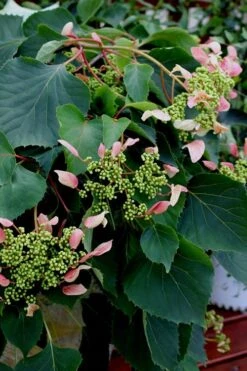 Rose Sensation Pink Climbing Hydrangea Vine - 1 Gallon Pot 14 Rose Sensation Pink Climbing Hydrangea Vine - 1 Gallon Pot -Green Haven Shop Hydrangea Climbing Rose Sensation 2
