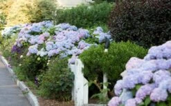Dear Dolores Hydrangea - 2 Gallon Pot -Green Haven Shop Hydrangea Dear Dolores Garden Planting 1
