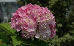 Dear Dolores Hydrangea - 2 Gallon Pot -Green Haven Shop Hydrangea Dear Dolores Pink 1