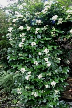 Climbing Hydrangea - Decumaria Barbara - 3 Gallon Pot 9 Climbing Hydrangea - Decumaria Barbara - 3 Gallon Pot -Green Haven Shop Hydrangea Decumaria Barbara 16