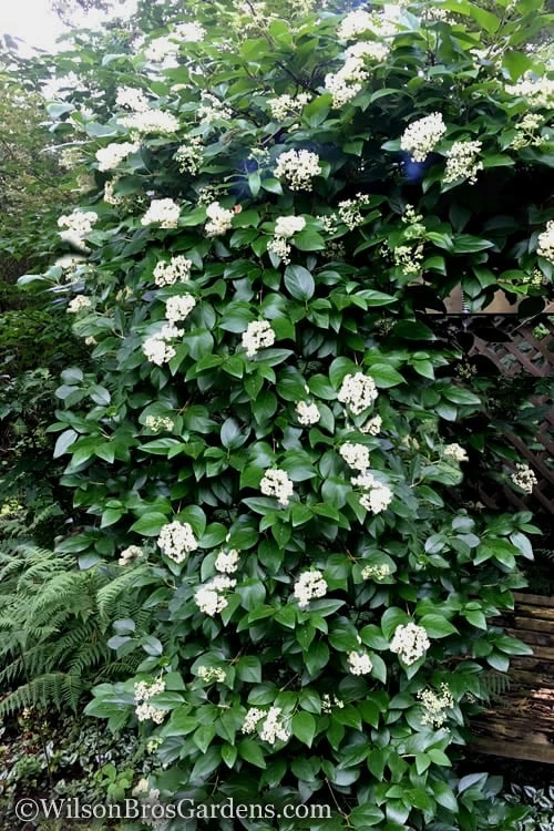 Climbing Hydrangea - Decumaria Barbara - 3 Gallon Pot 4 Climbing Hydrangea - Decumaria Barbara - 3 Gallon Pot - Image 4