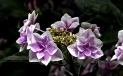 Double Delights Stargazer Hydrangea - 3 Gallon Pot -Green Haven Shop Hydrangea Double Delights Stargazer 5