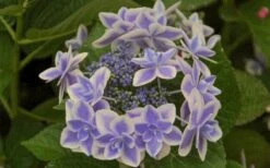 Double Delights Stargazer Hydrangea - 3 Gallon Pot -Green Haven Shop Hydrangea Double Delights Stargazer 6