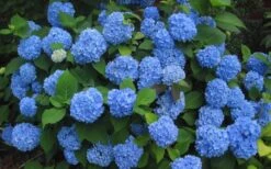 Endless Summer Hydrangea Original - 7 Gallon Pot -Green Haven Shop Hydrangea Endless Summer Closeup 3 3