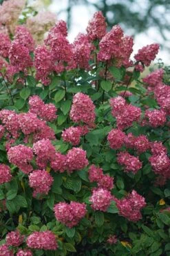 Fire Light Hydrangea - 3 Gallon Pot -Green Haven Shop Hydrangea Fire Light 2
