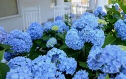 Nikko Blue Hydrangea - 2 Gallon Pot -Green Haven Shop Hydrangea Glory Blue Shrub 2 2