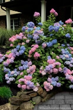 L.A. Dreamin' Hydrangea - 2 Gallon Pot -Green Haven Shop Hydrangea LA Dreamin 5