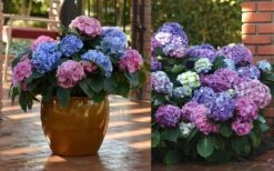 L.A. Dreamin' Hydrangea - 2 Gallon Pot -Green Haven Shop Hydrangea LA Dreamin Blooms 2